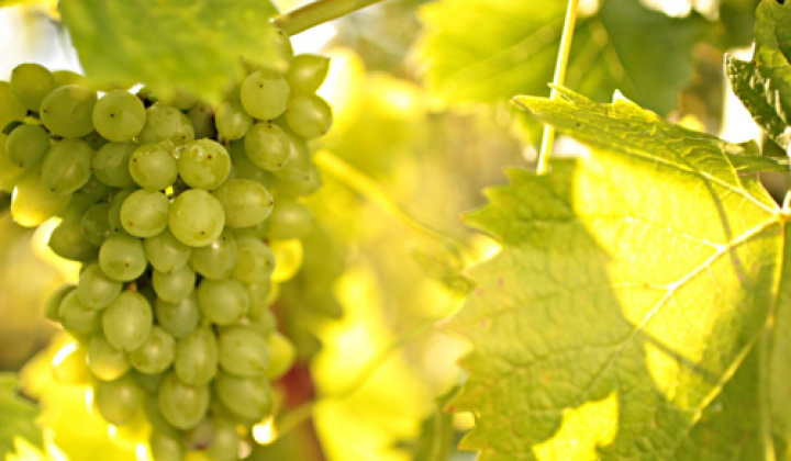 Fotka - Zlaté žltnutie viniča
